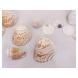 Large Lot of Sea Shells, Clam Shells, Conch Shells, etc.