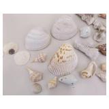 Large Lot of Sea Shells, Clam Shells, Conch Shells, etc.