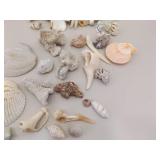 Large Lot of Sea Shells, Clam Shells, Conch Shells, etc.