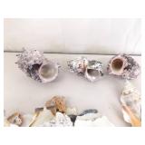 Large Lot of Sea Shells, Clam Shells, Conch Shells, etc.