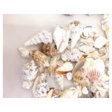 Large Lot of Sea Shells, Clam Shells, Conch Shells, etc.