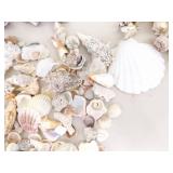 Large Lot of Sea Shells, Clam Shells, Conch Shells, etc.