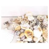 Large Lot of Sea Shells, Clam Shells, Conch Shells, etc.