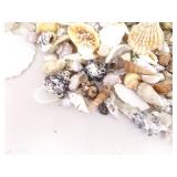 Large Lot of Sea Shells, Clam Shells, Conch Shells, etc.