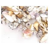 Large Lot of Sea Shells, Clam Shells, Conch Shells, etc.