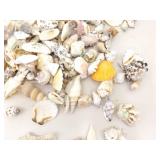 Large Lot of Sea Shells, Clam Shells, Conch Shells, etc.