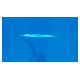 2022 Glastron GTD 245