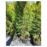 Emerald Green Arborvitae 2