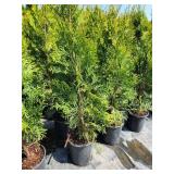Emerald Green Arborvitae 2