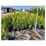 Emerald Green Arborvitae 2