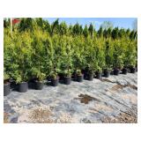 Emerald Green Arborvitae 2
