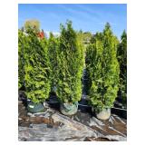 Emerald Green Arborvitae - 5