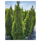 Emerald Green Arborvitae - 5