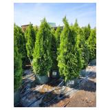 Emerald Green Arborvitae - 5