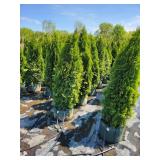 Emerald Green Arborvitae - 5