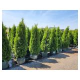 Emerald Green Arborvitae - 5