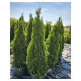Emerald Green Arborvitae - 5