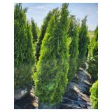 Emerald Green Arborvitae - 5
