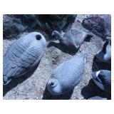 GEESE DECOY LOT