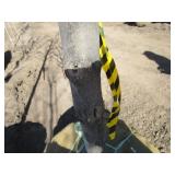 Locust - Skyline, 15ft, 2" Caliper