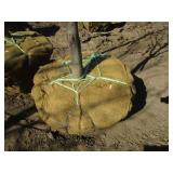 Locust - Skyline, 15ft, 2" Caliper