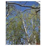 Birch - Whitespire, 18ft, 3-1/2" Caliper