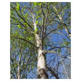 Birch - Whitespire, 18ft, 3-1/2" Caliper