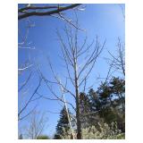 Tulip Tree, 19ft, 4-1/2" Caliper