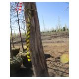 Tulip Tree, 19ft, 4-1/2" Caliper