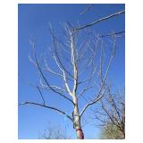 Tulip Tree, 17ft, 4-1/2" Caliper