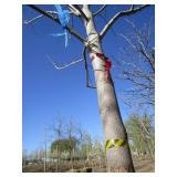 Tulip Tree, 17ft, 4-1/2" Caliper