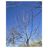 Tulip Tree, 16ft, 4-1/2" Caliper