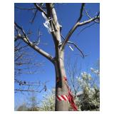 Tulip Tree, 16ft, 4-1/2" Caliper