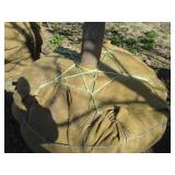 Tulip Tree, 16ft, 4-1/2" Caliper