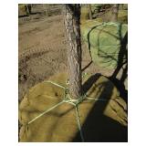 Oak - Swamp White, 14ft, 3" Caliper