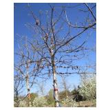 Oak - Swamp White, 14ft, 4" Caliper