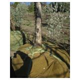 Oak - Swamp White, 14ft, 4" Caliper