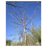 Oak - Swamp White, 15ft, 3-1/2" Caliper