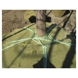 Oak - Swamp White, 15ft, 3-1/2" Caliper