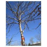 Oak - Swamp White, 14ft, 3-1/2" Caliper