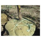 Oak - Swamp White, 14ft, 3-1/2" Caliper