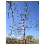 Oak - Pin, 13ft, 2-1/2" Caliper