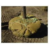 Oak - Pin, 13ft, 2-1/2" Caliper