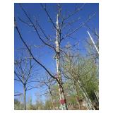 Oak - Pin, 15ft, 3" Caliper