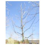 Oak - Pin, 13ft, 2-1/2" Caliper