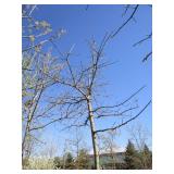 Oak - Pin, 13ft, 3" Caliper