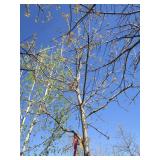 Oak - Pin, 15ft, 3-1/2" Caliper