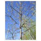 Oak - Pin, 15ft, 3" Caliper