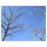 Oak - Pin, 15ft, 3" Caliper