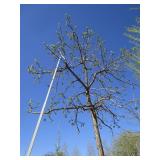 Oak - Burr, 14ft, 3-1/2" Caliper